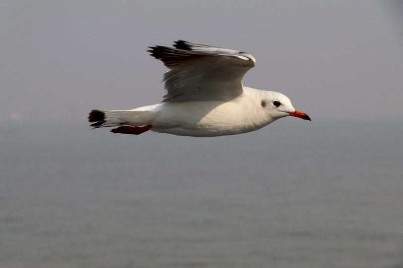 elephanta seagull